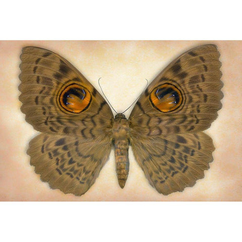 Owlet Moth Black Modern Wood Framed Art Print with Double Matting by Reynolds, Richard