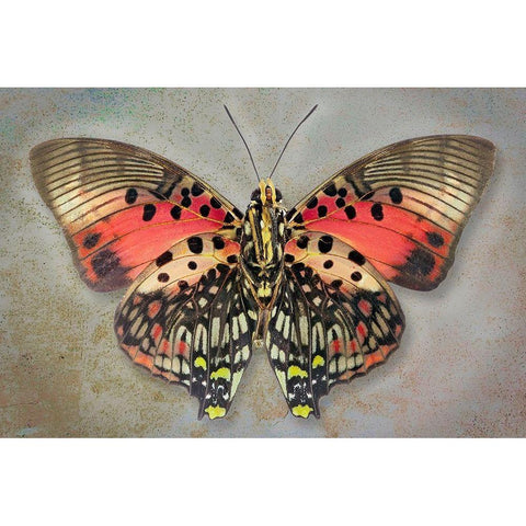 Shining Red Charaxes White Modern Wood Framed Art Print by Reynolds, Richard