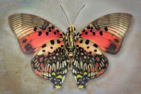 Shining Red Charaxes Black Ornate Wood Framed Art Print with Double Matting by Reynolds, Richard