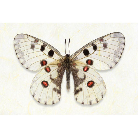 Nomion Apollo Black Modern Wood Framed Art Print by Reynolds, Richard
