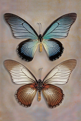 Great Blue Swallowtail Top - Underside Black Ornate Wood Framed Art Print with Double Matting by Reynolds, Richard
