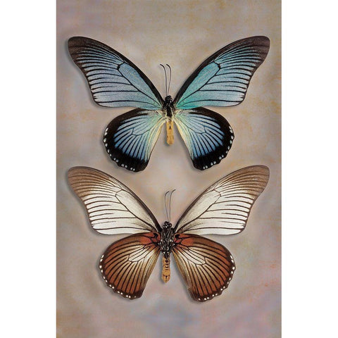 Great Blue Swallowtail Top - Underside White Modern Wood Framed Art Print by Reynolds, Richard