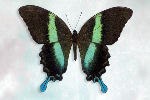 Green Swallowtail Black Ornate Wood Framed Art Print with Double Matting by Reynolds, Richard