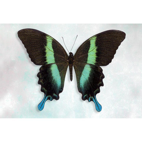 Green Swallowtail Gold Ornate Wood Framed Art Print with Double Matting by Reynolds, Richard
