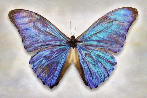Aurora Morpho White Modern Wood Framed Art Print with Double Matting by Reynolds, Richard