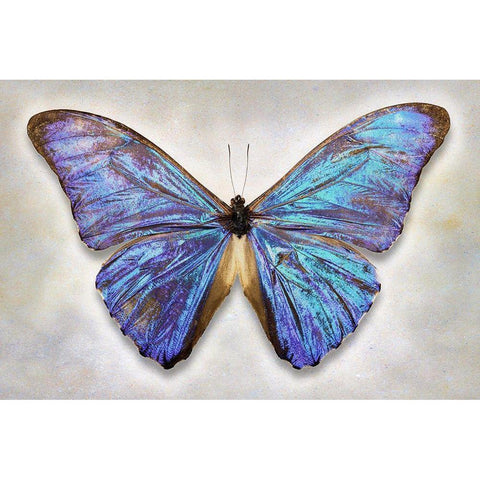 Aurora Morpho Black Modern Wood Framed Art Print with Double Matting by Reynolds, Richard