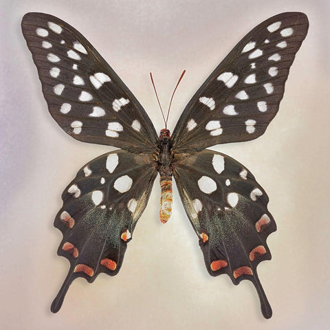 Madagascan Swallowtail White Modern Wood Framed Art Print with Double Matting by Reynolds, Richard