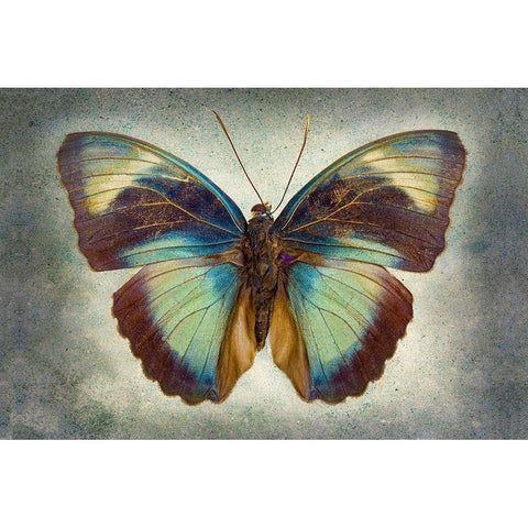 Brown Patch Ceres Forester Black Modern Wood Framed Art Print by Reynolds, Richard