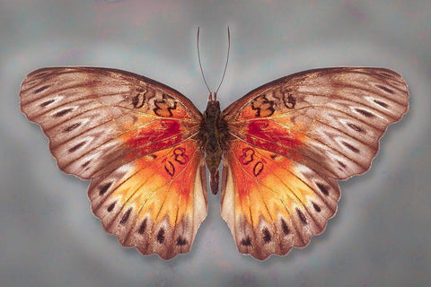 Common Red Glider White Modern Wood Framed Art Print with Double Matting by Reynolds, Richard