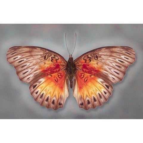 Common Red Glider Black Modern Wood Framed Art Print by Reynolds, Richard