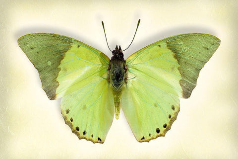 Common Green Charaxes White Modern Wood Framed Art Print with Double Matting by Reynolds, Richard