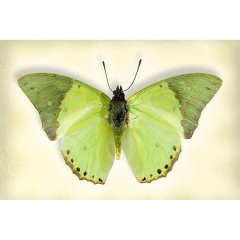 Common Green Charaxes Gold Ornate Wood Framed Art Print with Double Matting by Reynolds, Richard