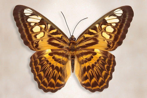 Clipper Butterfly White Modern Wood Framed Art Print with Double Matting by Reynolds, Richard