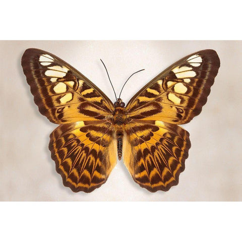 Clipper Butterfly White Modern Wood Framed Art Print by Reynolds, Richard