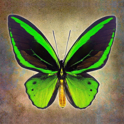 Common Green Birdwing Gold Ornate Wood Framed Art Print with Double Matting by Reynolds, Richard
