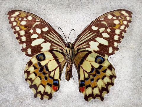 Checkered Swallowtail Black Ornate Wood Framed Art Print with Double Matting by Reynolds, Richard