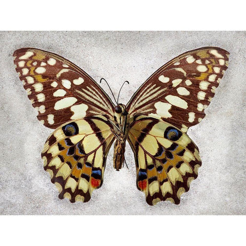 Checkered Swallowtail White Modern Wood Framed Art Print by Reynolds, Richard