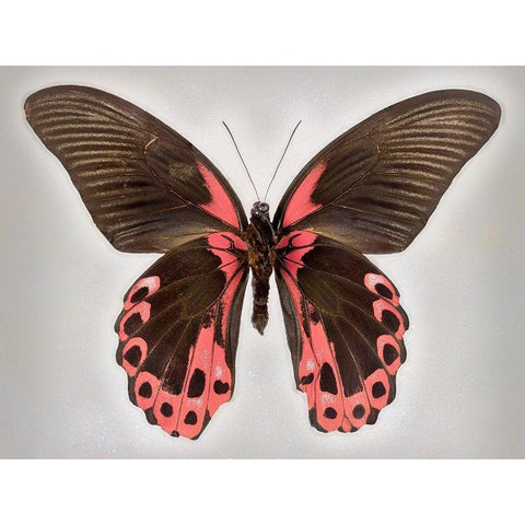 Red Mormon Black Modern Wood Framed Art Print with Double Matting by Reynolds, Richard