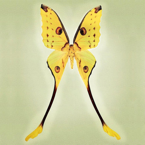 Comet Moth Black Modern Wood Framed Art Print with Double Matting by Reynolds, Richard