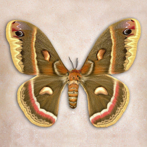 Cecropia Moth Black Modern Wood Framed Art Print with Double Matting by Reynolds, Richard