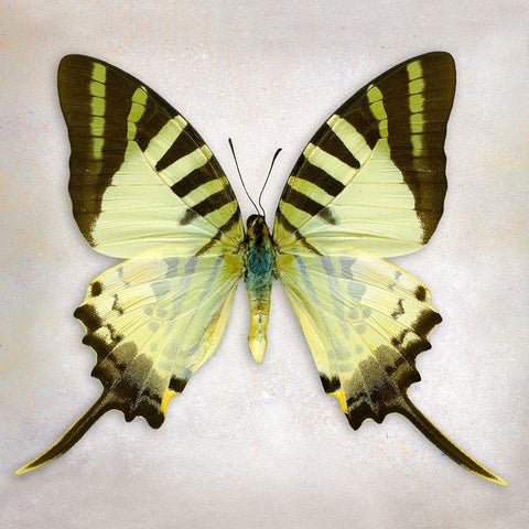 Fivebar Swordtail Black Modern Wood Framed Art Print by Reynolds, Richard