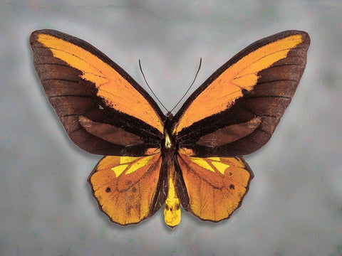 Wallaces Golden Birdwing White Modern Wood Framed Art Print with Double Matting by Reynolds, Richard