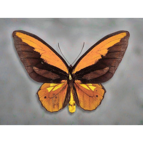 Wallaces Golden Birdwing White Modern Wood Framed Art Print by Reynolds, Richard