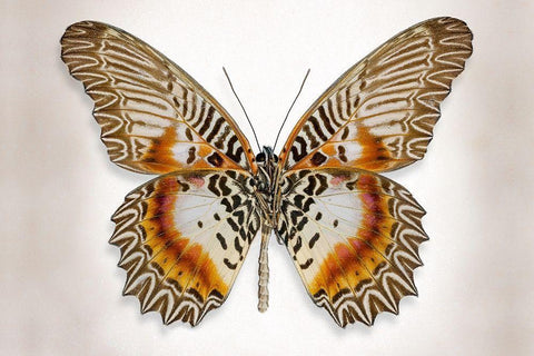 Brown Accented Butterfly White Modern Wood Framed Art Print with Double Matting by Reynolds, Richard
