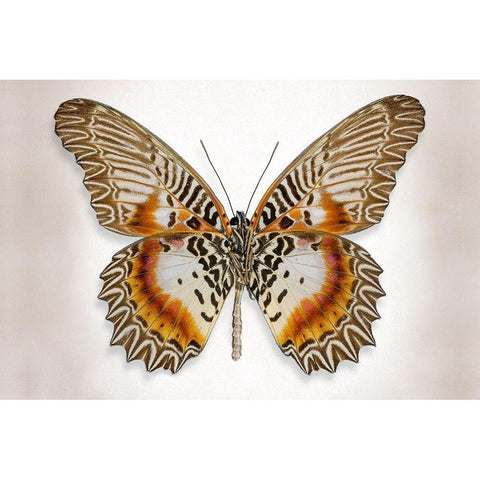 Brown Accented Butterfly Gold Ornate Wood Framed Art Print with Double Matting by Reynolds, Richard