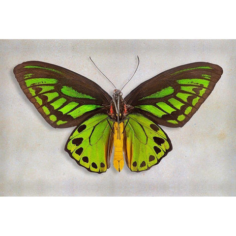 Priams Birdwing Black Modern Wood Framed Art Print with Double Matting by Reynolds, Richard