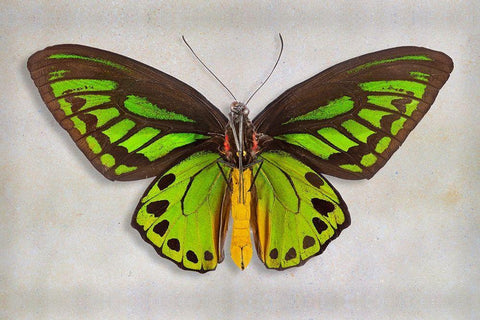 Priams Birdwing White Modern Wood Framed Art Print with Double Matting by Reynolds, Richard