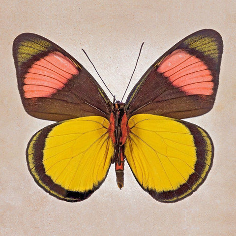 Painted Beauty Underside Gold Ornate Wood Framed Art Print with Double Matting by Reynolds, Richard