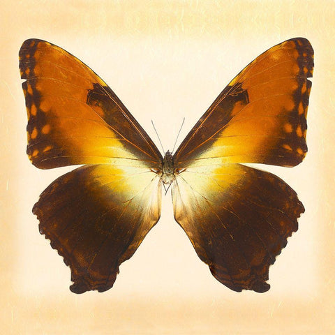 Sunset Morpho Gold Ornate Wood Framed Art Print with Double Matting by Reynolds, Richard