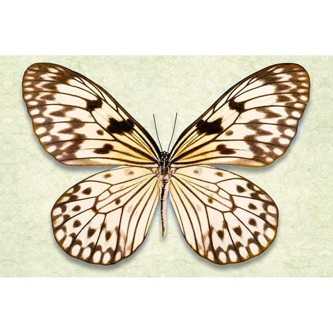Rice Paper Butterfly Black Modern Wood Framed Art Print with Double Matting by Reynolds, Richard