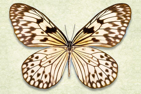 Rice Paper Butterfly Black Ornate Wood Framed Art Print with Double Matting by Reynolds, Richard