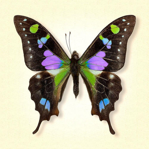 Purple Spotted Swallowtail White Modern Wood Framed Art Print by Reynolds, Richard