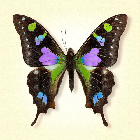 Purple Spotted Swallowtail White Modern Wood Framed Art Print with Double Matting by Reynolds, Richard