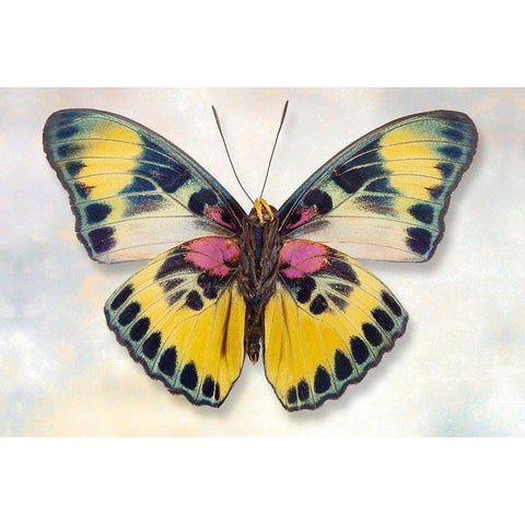 Euphaedra Adonina White Modern Wood Framed Art Print by Reynolds, Richard