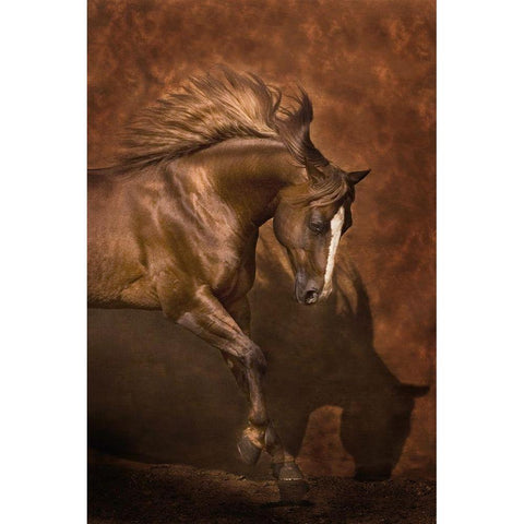 Horse Dancer White Modern Wood Framed Art Print by Dawson, Robert