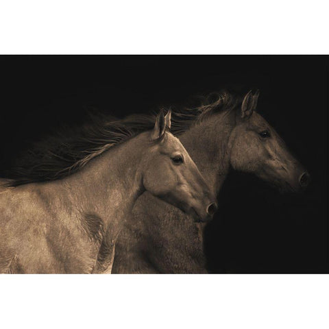 Young Mustangs Black Modern Wood Framed Art Print with Double Matting by Dawson, Robert