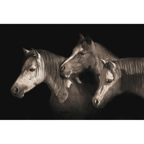 Three Ponies Black Modern Wood Framed Art Print with Double Matting by Dawson, Robert