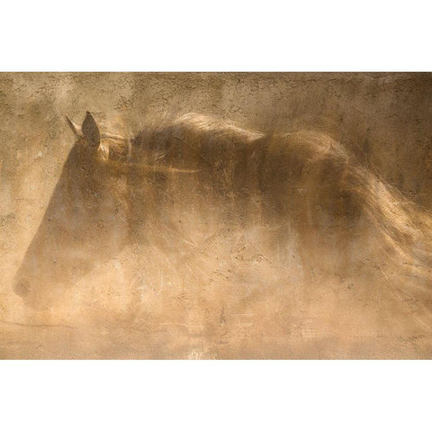 The Quarter Horse Black Modern Wood Framed Art Print with Double Matting by Dawson, Robert