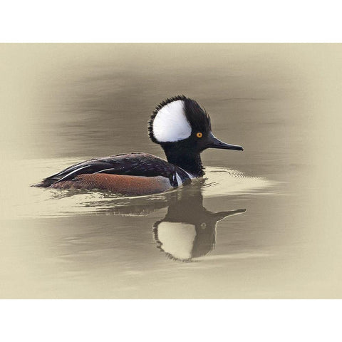 Hooded Merganser White Modern Wood Framed Art Print by Brown, Jim