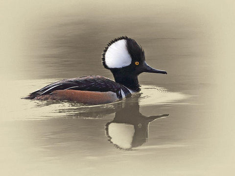 Hooded Merganser White Modern Wood Framed Art Print with Double Matting by Brown, Jim