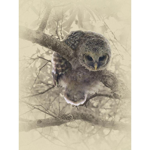 Barred Owlet Gold Ornate Wood Framed Art Print with Double Matting by Brown, Jim