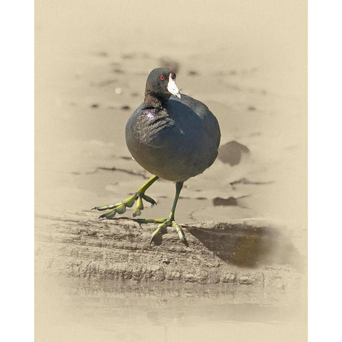 American Coot White Modern Wood Framed Art Print by Brown, Jim