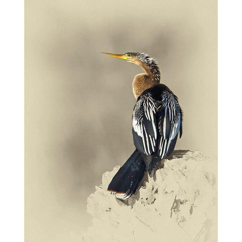 Anhinga Black Modern Wood Framed Art Print with Double Matting by Brown, Jim