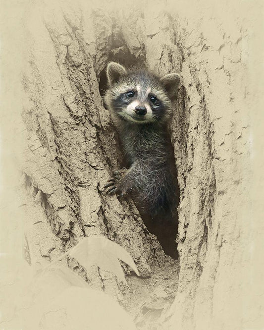 Image Only