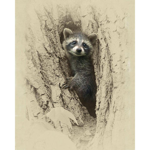 Baby Raccoon White Modern Wood Framed Art Print by Brown, Jim