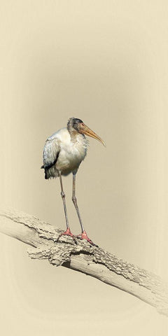 Baby Wood Stork Black Ornate Wood Framed Art Print with Double Matting by Brown, Jim